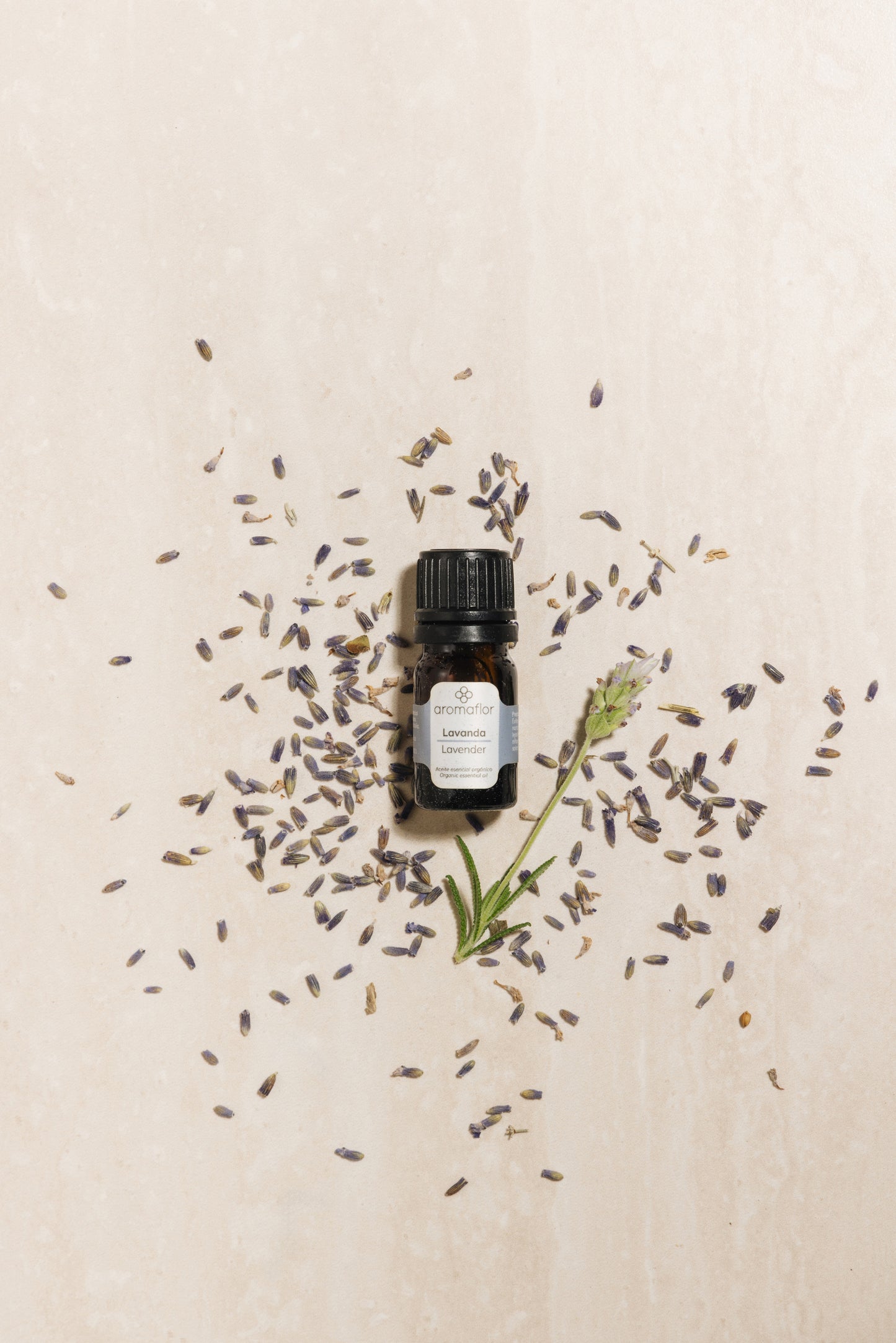 Lavanda
